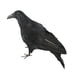 thumbnail image 1 of Cuervos pequeños con plumas negras para Halloween: decoración de cuervos y pájaros negros 33cm, 1 of 9