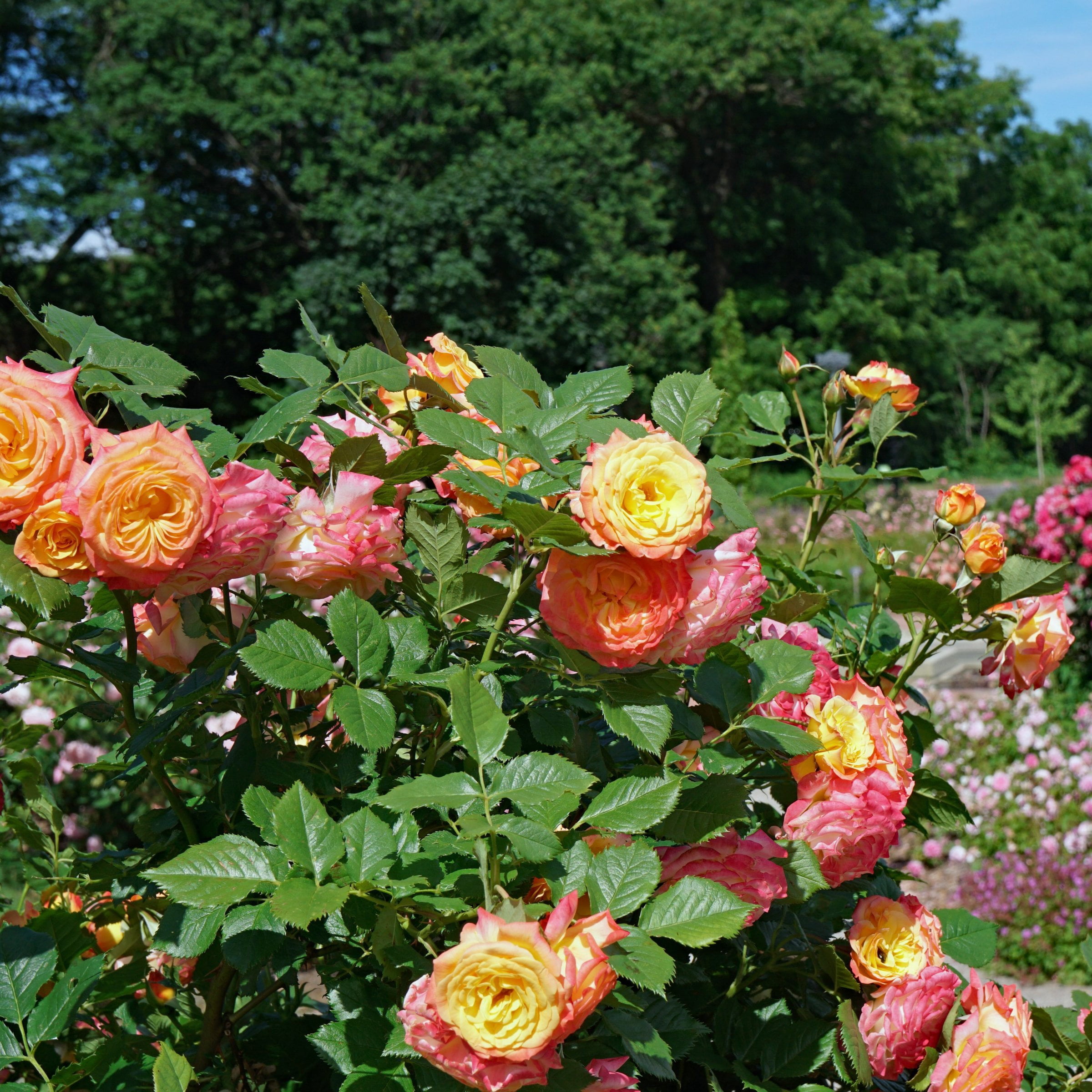 Live Bareroot Rainbow MiniFlora Patio Tree Rose Plant with Multicolor Flowers