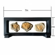 Bling Bling Us 3 Pcs Real Trilobite Fossil Specimen