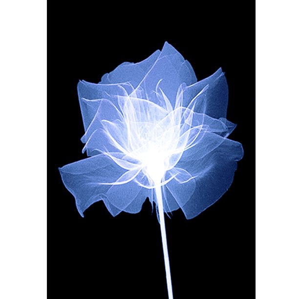 Diamond Painting (DB3370) 5D DIY Square Kit Poster (A1280 Flower) 50x70cm Azul Hugtrwg Para estrenar