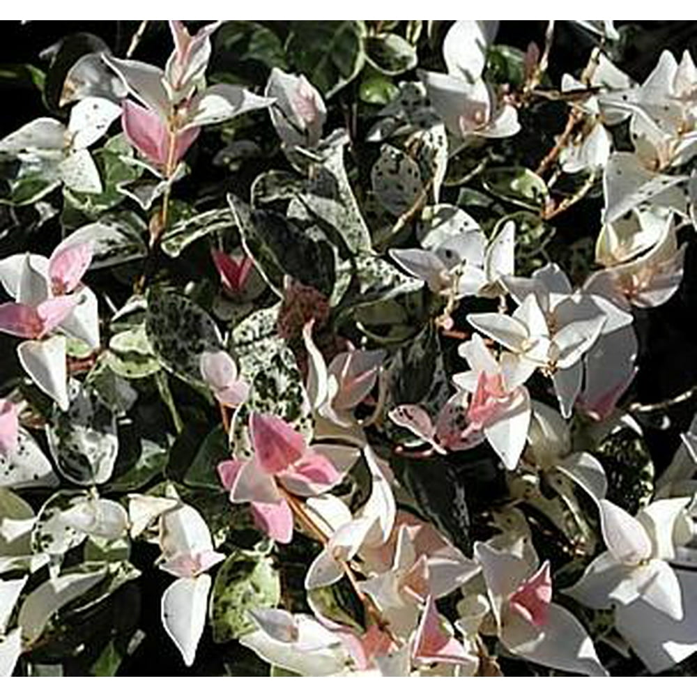 Tricolor Star Asiatic Jasmine Plant Trachelosperumum 2