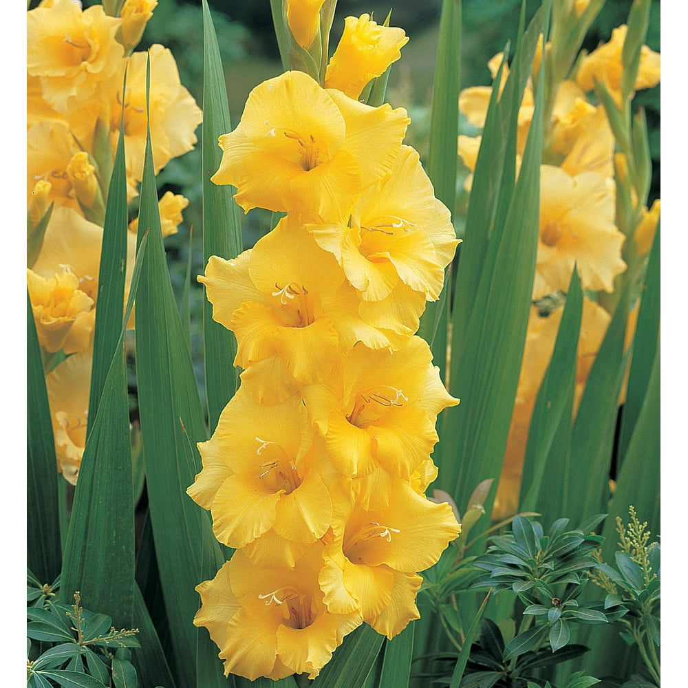 Nova Lux Gladiolus 10 Bulbs Buttery Yellow! 10/12 cm