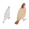 OVTSC 4 Pcs Finch Bird Life Cycle Figures for Kids Realistic ...