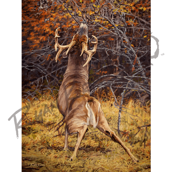 "Scrape Line" White-tailed Deer Canvas Art Print