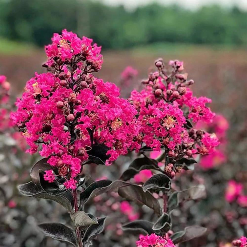 Expert Gardener 3-4 ft tall Mystic Magenta Crape Myrtle Live Tree in 7-Gallon Grower Pot