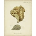 thumbnail image 2 of Esper, Johann 20x24 Black Ornate Wood Framed with Double Matting Museum Art Print Titled - Ecru Coral VII, 2 of 4