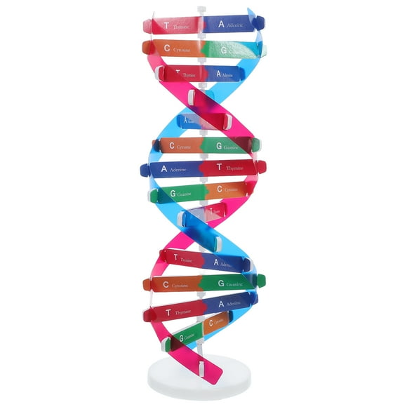Modèles d'ADN Modèles à Structure Double Hélix ADN Double Gène Humain Science Vulgarisation Assemblage Équipement Expérimental pour l'Assemblage d'ADN Enseignement