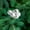 Silver #3, variant on WKWeiS Christmas Decorations Christmas Balls Cuttings Simulated Flower Bouquets Decorations Christmas Balls Red Fruit Dried Flowers Decorations Deals of The Week