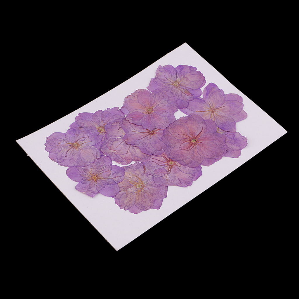 12pcs Beautiful Pressed Dried Purple Sakura Flowers Cherry Blossom Scrapbook 