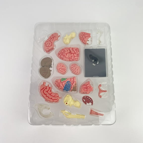 KarolSimos Anatomical models for instructional and educational purposes,Small Human Brain Model for Anatomy Study - 32 Pieces DIY Assembly Brain Replica Kit with