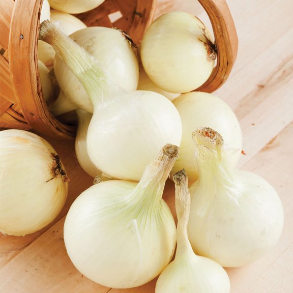 Van Zyverden Onion Sets White Set of 250 Bulbs, White, Full Sun , Perennial