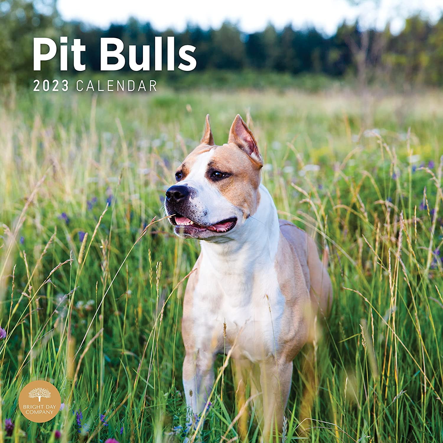 2023-pit-bulls-monthly-wall-calendar-by-bright-day-12-x-12-inch-cute-dog-puppy-walmart