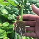 thumbnail image 5 of Bloque de plántulas semillas de plantas de jardín pellets de suelo de vivero cubo de plántulas flor de rosa herramienta de cultivo sin suelo 20 piezas Advancent JJ25809-00, 5 of 6