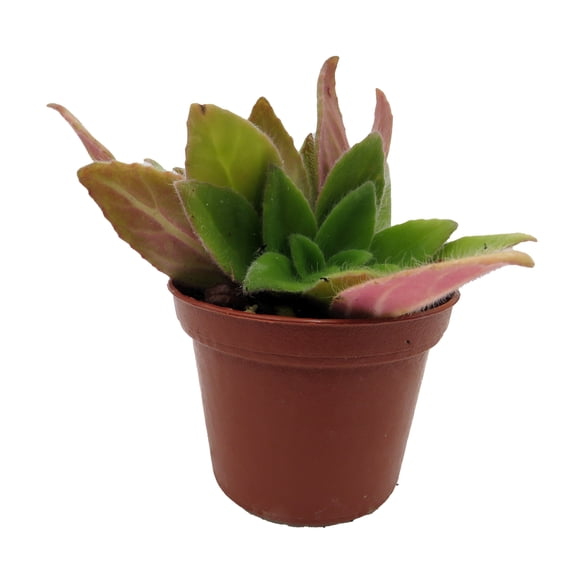 JV's FuMed Asian Violet - Primulinia - 2.5" Pot - Collector's Series