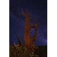 thumbnail image 2 of Flaherty, Dennis 13x18 White Modern Wood Framed Museum Art Print Titled - CA, White Mts A bristlecone pine and Milky Way, 2 of 4