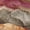 Khaki, variant on HomeRoots 623215 10 x 14 ft. Blush & Purple Floral Washable Transitional Indoor & Outdoor Rectangle Area Rug