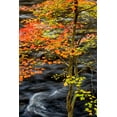 thumbnail image 2 of Collins, Ann 13x18 Black Ornate Wood Framed with Double Matting Museum Art Print Titled - USA-New York-Adirondacks Long Lake-young maple beside the Raquette River, 2 of 4