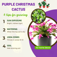 thumbnail image 4 of Rare Purple Christmas Cactus Plants Live, Purple Zygocactus Live Indoor Plant, 3 Inch Pot, Zones 10-12, 4 of 5