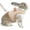 Beige, variant on AIITLE Rabbit Harness Leash Set, Escape Proof Bow-Adorned Mesh Vest for Bunny Ferret Kitten Small Animals Beige M