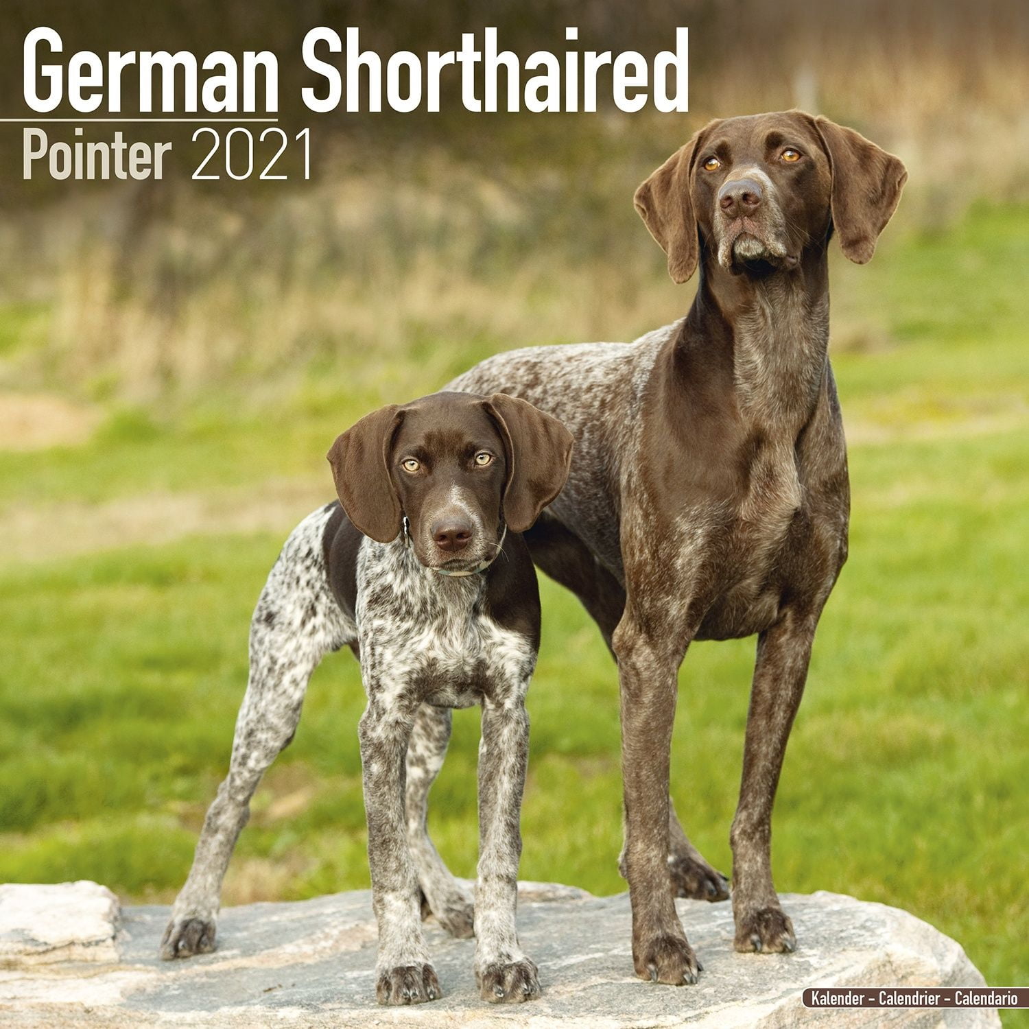German Wirehaired Pointer Calendar 2025