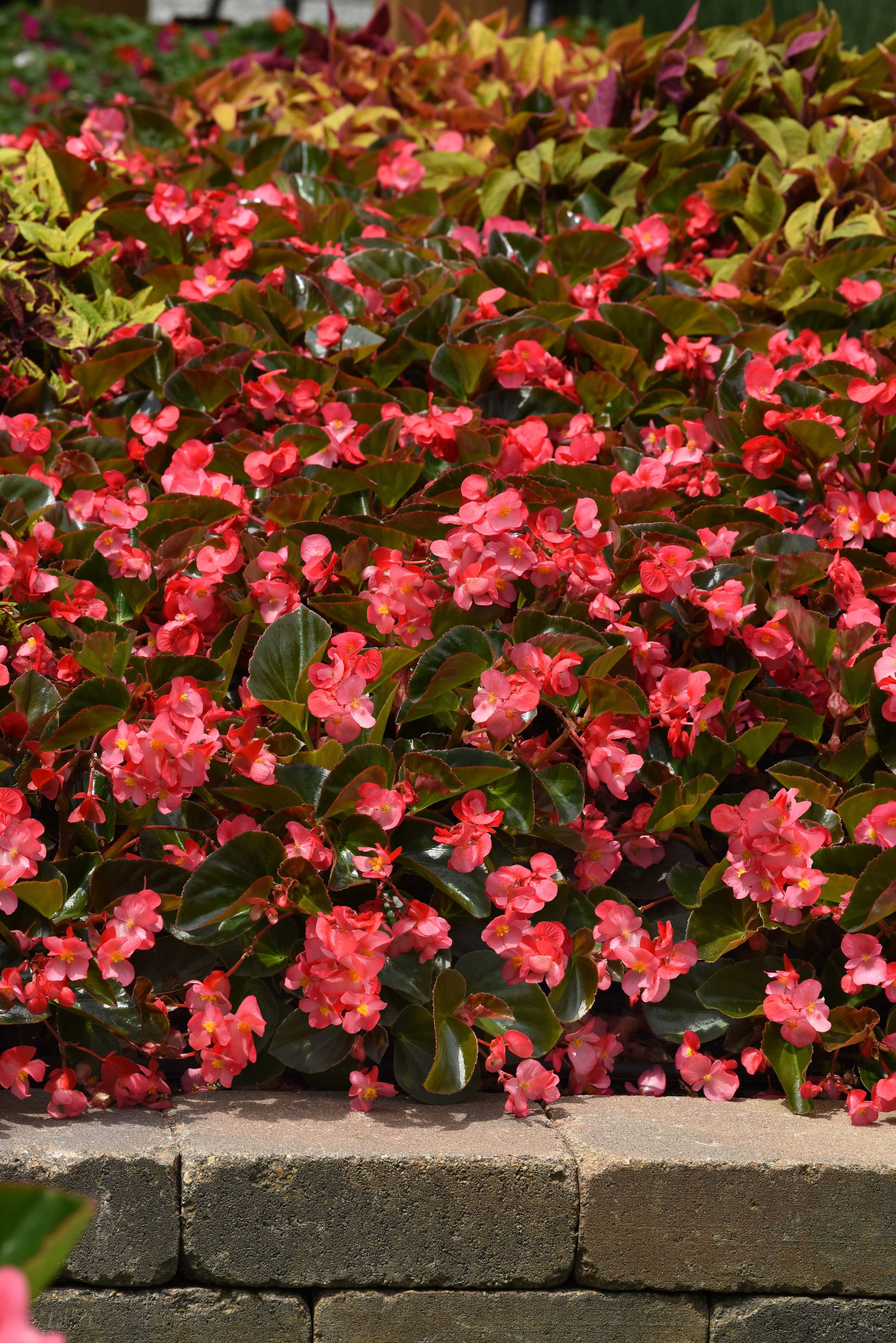 Expert Gardener 1.5g Begonia Senator IQ Series Scarlet Hanging Basket Live Plant, Gifts for Father