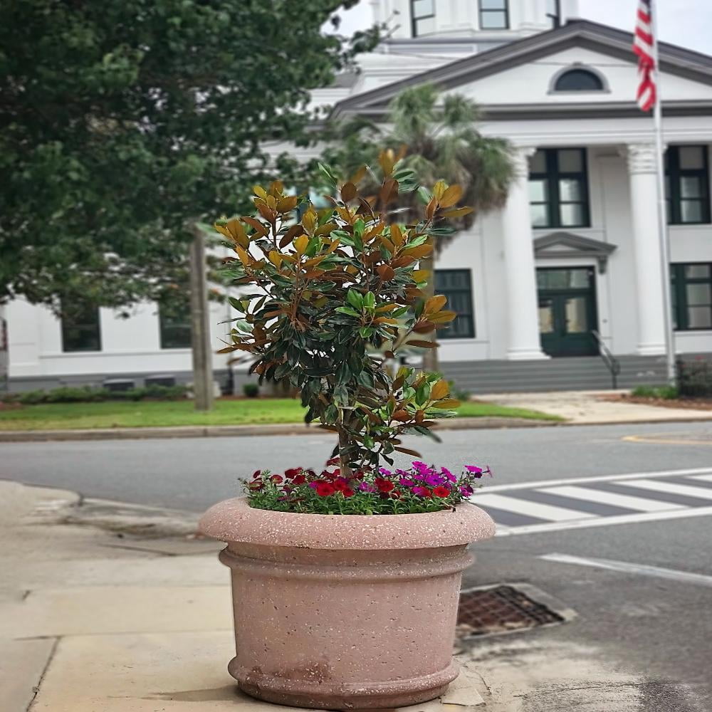 Expert Gardener 3-4 ft tall Little Gem Southern Magnolia Live Tree in 7-Gallon Grower Pot