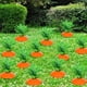 thumbnail image 3 of Letrero de Pascua para Jardín, Zanahoria 3D, Letrero para Jardín Al Aire Libre, Impermeable y Resistente una la Lluvia, Decoración de Jardín B, 3 of 5