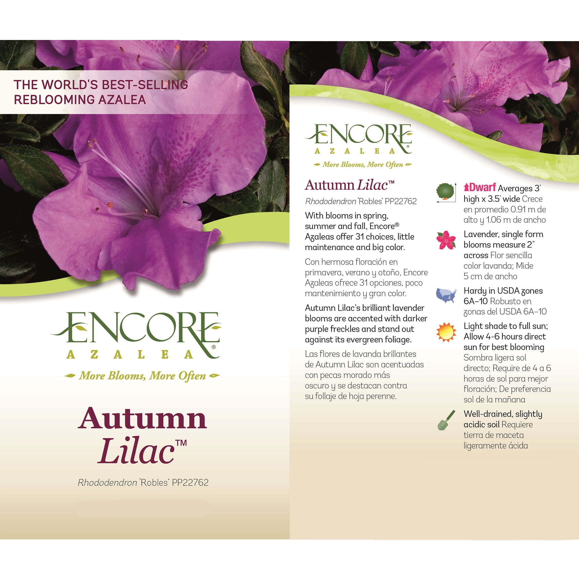 Encore Azalea Autumn Lilac Live Shrub in 1-Gallon Grower Pot