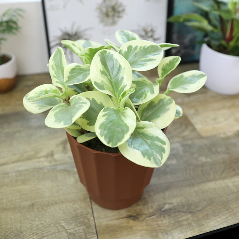 その他 A BATHING APE x NEIGHBORHOOD Plant Pot BAPE X NBHD 】PLANT POT | bape.com