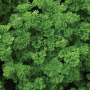 بذور الأعشاب من اللؤلؤ الأخضر من Burpee ، 1-Pack