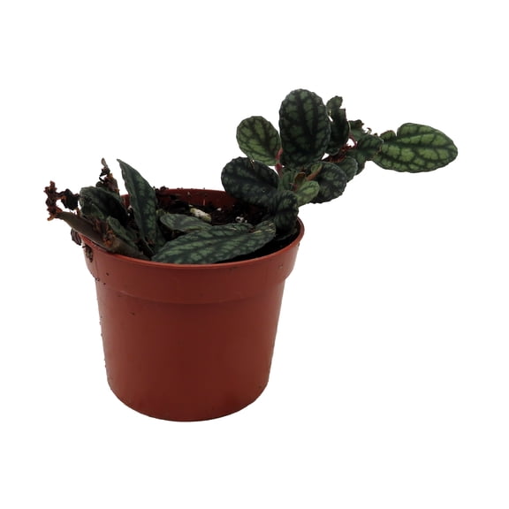 Polynesian Ivy Vine - Pellionia pulchra - 2.5" Pot - Terrarium/House Plant