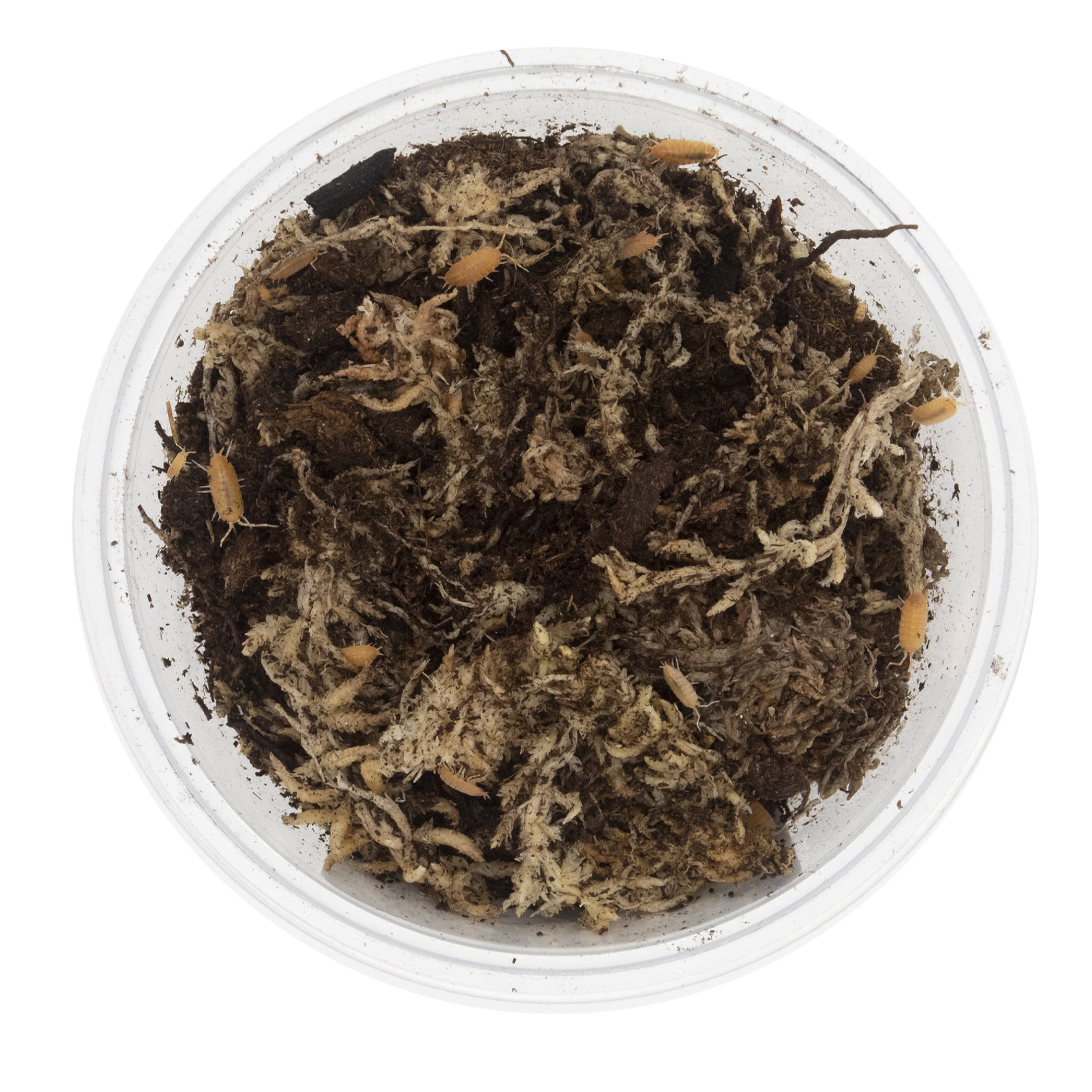 ReptiCulture Powder Orange Isopod 15 ct