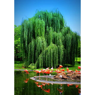 4 Weeping Willow Tree Cuttings - Beautiful Arching Canopy - with video  tutorial