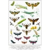 Hawkmoths Sphingidae and Other Moths of Europe Insect Wall Art of Moths and Butterflies butterfly Illustrations Insect Poster Moth Print Cool Wall Decor Art Print Poster 12x18