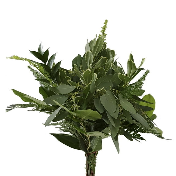 Bohemian Greens Bouquet 15 Pack of Farm Direct Fresh Cut Flowers Bouquets of Mixed Greenery by Bloomingmore