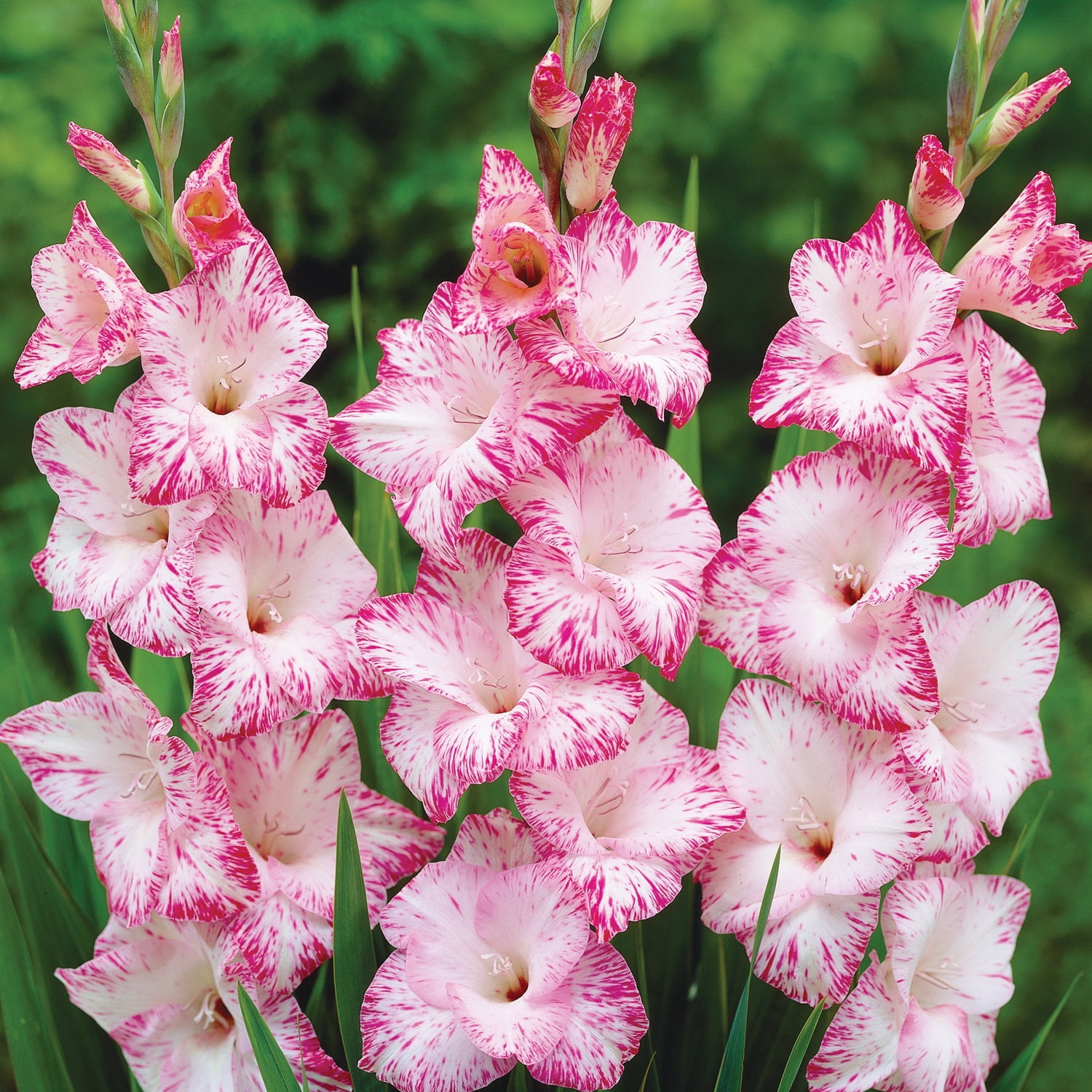 Van Zyverden Gladiolus Large Flowering My Love Set of 12 Bulbs Multicolor Partial Sun Perennial Flowers For Cutting 1 lb