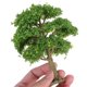 thumbnail image 3 of ELAYARD Árbol Para Micro Paisaje En Verde Con DIY Ideal Para Y Proyectos Creativos, 3 of 6