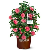 Southern Living Early Wonder Camellia Bush Live Shrub in 2.5-Quart Grower Pot