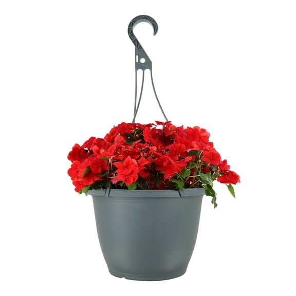 Expert Gardener 15" Red Impatiens Live Plants in 7" Hanging Basket Partial Sun