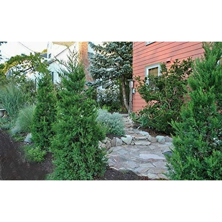 Hetzi Columnar Juniper 3 Live Gallon Size Trees Juniperus