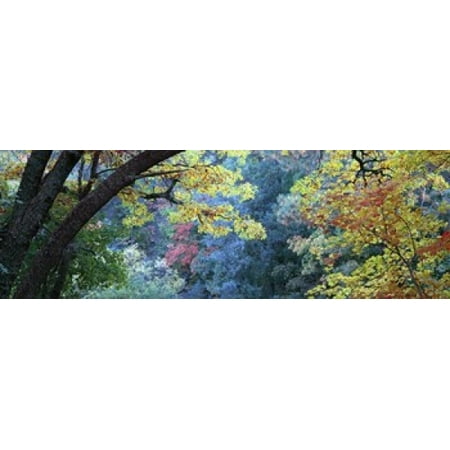 Fall colors at Fourth of July Canyon New Mexico USA Canvas Art - Panoramic Images (18 x (Best 4th Of July Images)