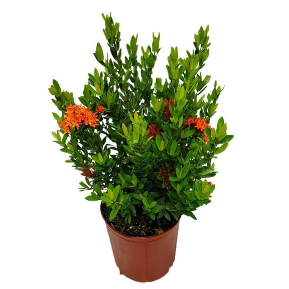 Tropical Plants of Florida 22" to 28" Taiwanese Red Dwarf Ixora Plant; Full Sunlight, Red Flowers, Growers Pot