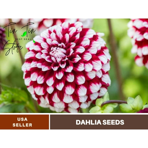 40  Seeds| Checkers Dahlia Seeds-#D028-Authentic Seeds-Flowers-Seeds-Rose seeds-Herb seeds-Vegetable Seeds-Mix Seeds for Plant- B3G1