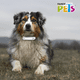 thumbnail image 3 of COLLAR ANTIPULGAS P/RAZAS MEDIANAS (51 CM) Fancy Pets FL3613, 3 of 4