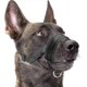 thumbnail image 1 of Nylon Soft Dog Muzzle, Anti-bit, Anti-bark, Anti-chew, Adjustable Ring (xl, Black), 1 of 5