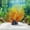 Orange, variant on Faux Coral Reef Ornament for Marine Aquascaping, Soft Plastic Sea Branch Decor With Weighted Base for Fish Tank, 9.84 x 9.06 x 1.97 inch