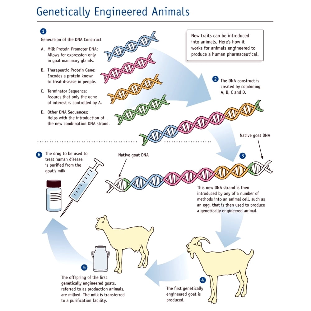 Engineering Animals Poster Print by Science Source (18 x 24