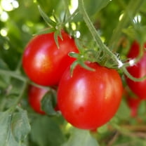 Ocerion Red Plum Tomato Seeds - 300 Mg Packet ~65 Seeds - Non-GMO, Heirloom - Vegetable Garden - Solanum lycopersicum