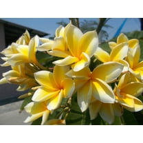 Hawaiian Yellow Live Plumeria Frangipani Plant Cutting 1 Pk  10" Long Sun
