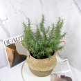 thumbnail image 6 of Indoor 10" Rosemary Plants Live in 4" Pot, Rosemary Bush for Indoors Outdoor Planting, Well-rooted and Fragrant, 6 of 6